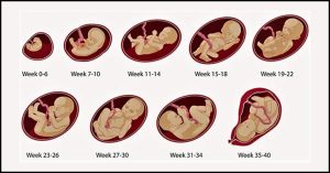 pregnancy drugnmed.ir